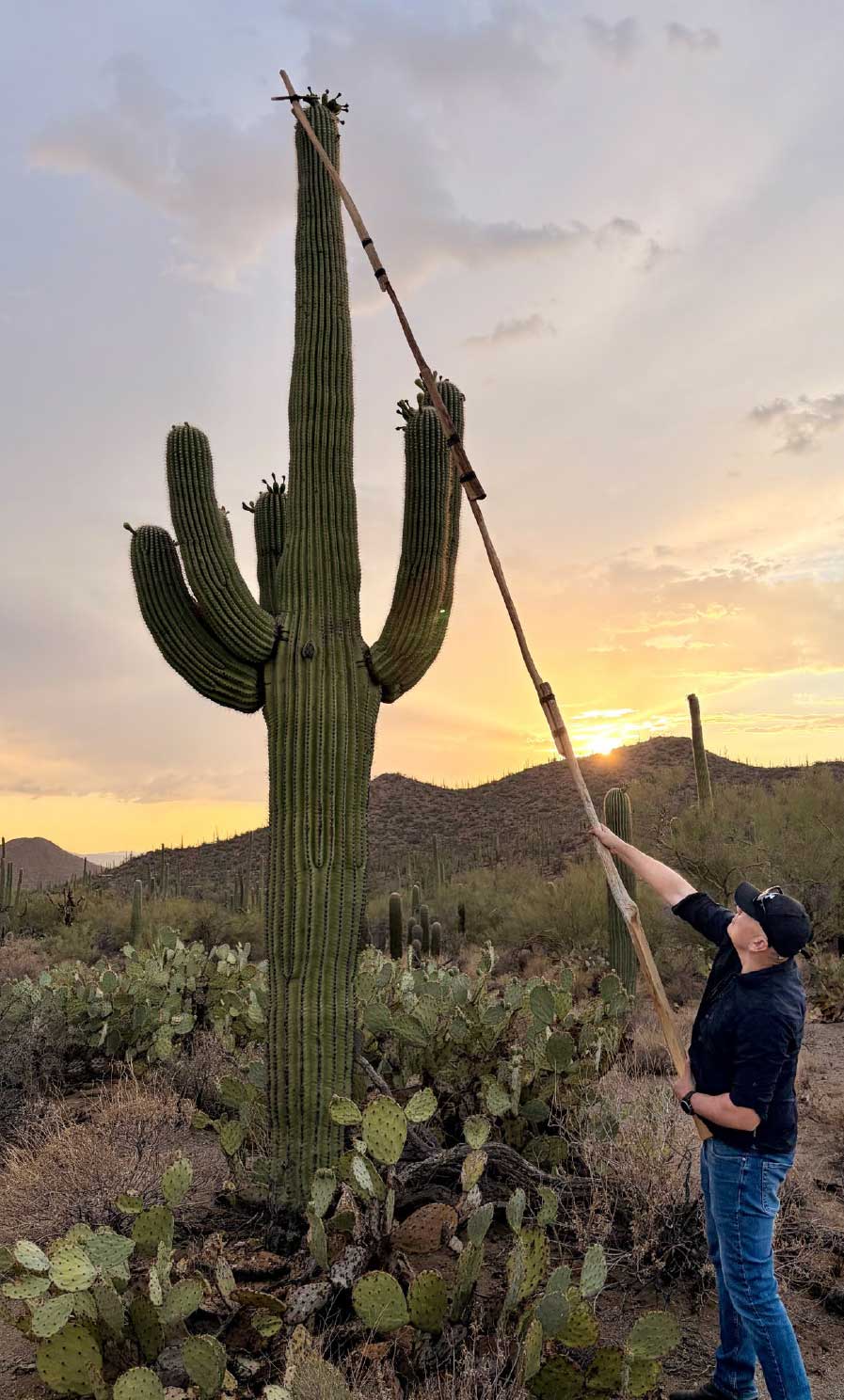 Michael Huehne participates in a harvest of the bahidaj, the fruit of the saguaro cactus.